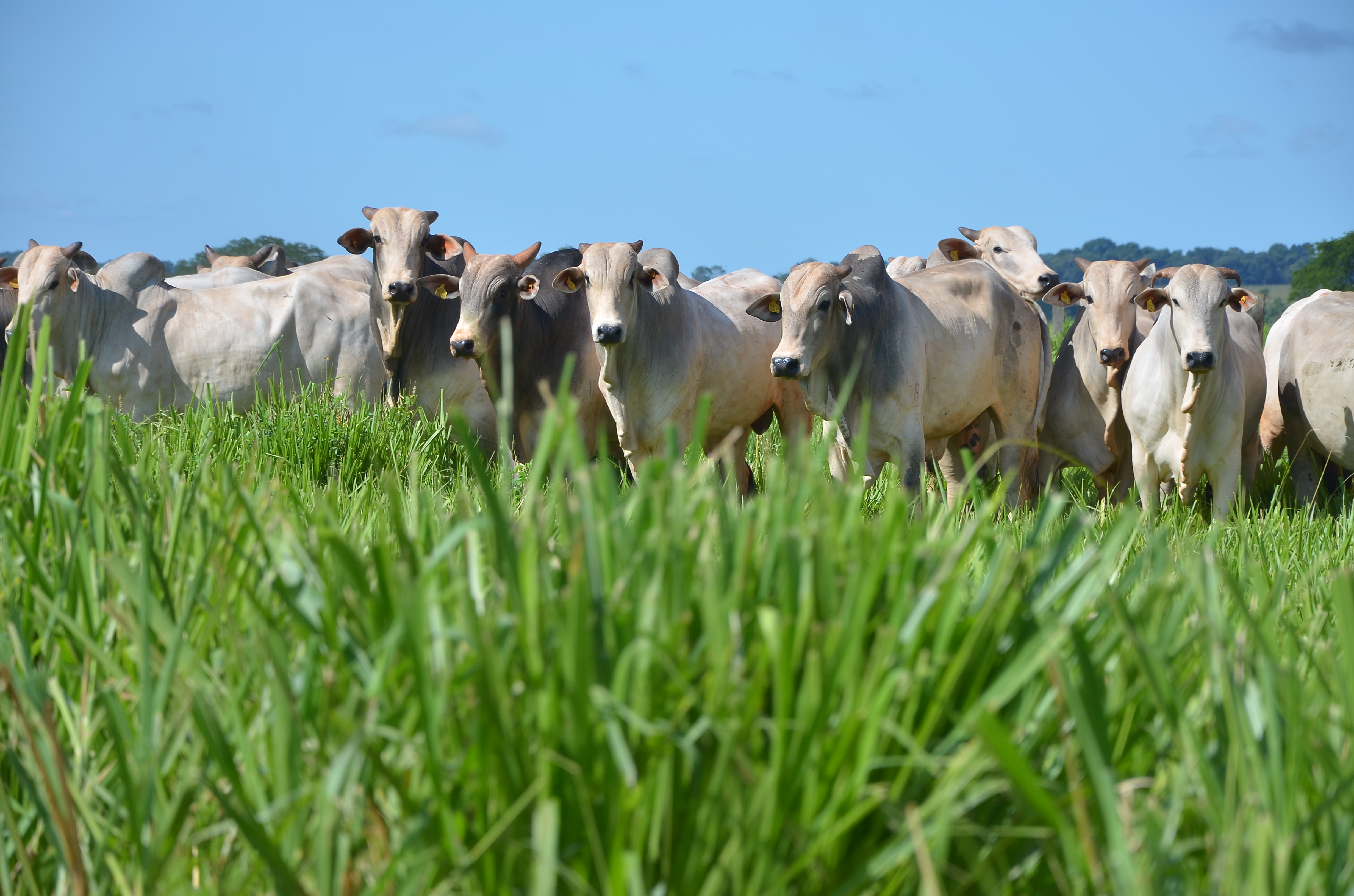 05 motivos para usar cerca elétrica na sua fazenda